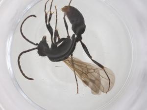  ( - CBG-B00362-A03)  @11 [ ] CreativeCommons - Attribution Share - Alike (2025) Centre for Biodiversity Genomics Centre for Biodiversity Genomics