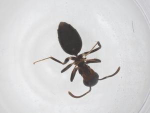  ( - CBG-B00362-A09)  @11 [ ] CreativeCommons - Attribution Share - Alike (2025) Centre for Biodiversity Genomics Centre for Biodiversity Genomics