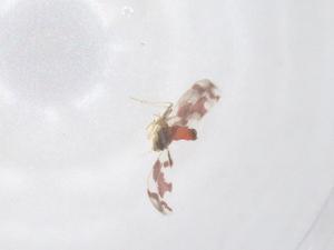  ( - CBG-B00366-B07)  @11 [ ] CreativeCommons - Attribution Share - Alike (2025) Centre for Biodiversity Genomics Centre for Biodiversity Genomics