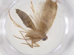  ( - CBG-B00368-B02)  @11 [ ] CreativeCommons - Attribution Share - Alike (2025) Centre for Biodiversity Genomics Centre for Biodiversity Genomics