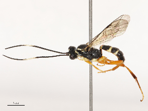  (Barichneumonites - CBG-B02485-B10)  @11 [ ] CreativeCommons - Attribution Share - Alike (2025) CBG Photography Group Centre for Biodiversity Genomics