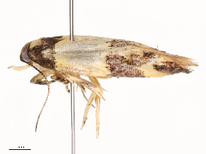  ( - CBG-B03146-E12)  @11 [ ] CreativeCommons - Attribution Share - Alike (2025) CBG Photography Group Centre for Biodiversity Genomics