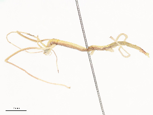  (Candovia strumosa - CBG-B03146-F03)  @11 [ ] CreativeCommons - Attribution Share - Alike (2025) CBG Photography Group Centre for Biodiversity Genomics