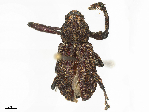  (Orthorhinus - CBG-B03146-F06)  @11 [ ] CreativeCommons - Attribution Share - Alike (2025) CBG Photography Group Centre for Biodiversity Genomics