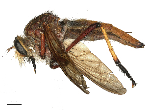 ( - CBG-B03147-D11)  @11 [ ] CreativeCommons - Attribution Share - Alike (2025) CBG Photography Group Centre for Biodiversity Genomics