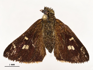  ( - CBG-B03147-F12)  @11 [ ] CreativeCommons - Attribution Share - Alike (2025) CBG Photography Group Centre for Biodiversity Genomics