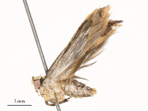  ( - CBG-B03147-G05)  @11 [ ] CreativeCommons - Attribution Share - Alike (2025) CBG Photography Group Centre for Biodiversity Genomics