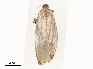  ( - CBG-B03147-G06)  @11 [ ] CreativeCommons - Attribution Share - Alike (2025) CBG Photography Group Centre for Biodiversity Genomics