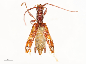  (Coptocercus - CBG-B03147-G09)  @11 [ ] CreativeCommons - Attribution Share - Alike (2025) CBG Photography Group Centre for Biodiversity Genomics