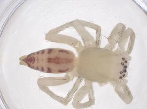  ( - CBG-B04398-H03)  @11 [ ] CreativeCommons - Attribution Share - Alike (2025) Centre for Biodiversity Genomics Centre for Biodiversity Genomics