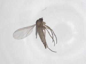  ( - CBG-B04399-E04)  @11 [ ] CreativeCommons - Attribution Share - Alike (2025) Centre for Biodiversity Genomics Centre for Biodiversity Genomics