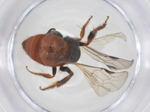  ( - CBG-B04399-F09)  @11 [ ] CreativeCommons - Attribution Share - Alike (2025) Centre for Biodiversity Genomics Centre for Biodiversity Genomics