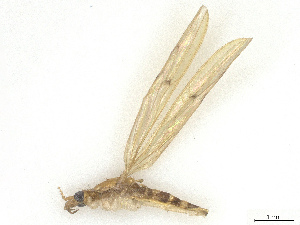  (Styringomyia williamsi - CBG-B07458-H02)  @11 [ ] CreativeCommons - Attribution Share - Alike (2025) CBG Photography Group Centre for Biodiversity Genomics