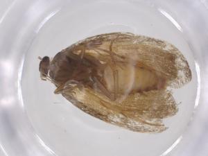  ( - CBG-B15304-B07)  @11 [ ] CreativeCommons - Attribution Share - Alike (2025) Centre for Biodiversity Genomics Centre for Biodiversity Genomics