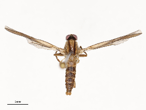  ( - CBG-B19968-A06)  @11 [ ] CreativeCommons - Attribution Share - Alike (2025) CBG Photography Group Centre for Biodiversity Genomics