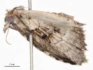  ( - CBG-B19968-D10)  @11 [ ] CreativeCommons - Attribution Share - Alike (2025) CBG Photography Group Centre for Biodiversity Genomics