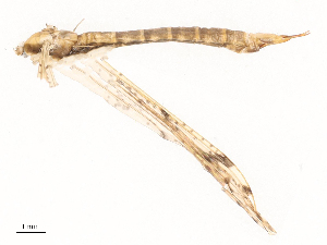  ( - CBG-B19968-H09)  @11 [ ] CreativeCommons - Attribution Share - Alike (2025) CBG Photography Group Centre for Biodiversity Genomics