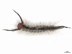  ( - CBG-B19968-H11)  @11 [ ] CreativeCommons - Attribution Share - Alike (2025) CBG Photography Group Centre for Biodiversity Genomics