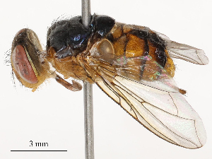  ( - CBG-B20048-A09)  @11 [ ] CreativeCommons - Attribution Share - Alike (2025) CBG Photography Group Centre for Biodiversity Genomics