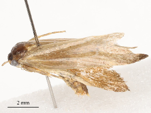  ( - CBG-B20048-B03)  @11 [ ] CreativeCommons - Attribution Share - Alike (2025) CBG Photography Group Centre for Biodiversity Genomics