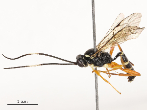  (Barichneumonites - CBG-B20048-C01)  @11 [ ] CreativeCommons - Attribution Share - Alike (2025) CBG Photography Group Centre for Biodiversity Genomics