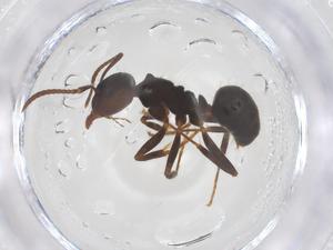  ( - CBG-B20094-B04)  @11 [ ] CreativeCommons - Attribution Share - Alike (2025) Centre for Biodiversity Genomics Centre for Biodiversity Genomics