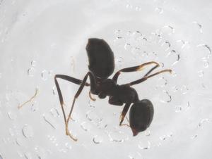  ( - CBG-B20094-B06)  @11 [ ] CreativeCommons - Attribution Share - Alike (2025) Centre for Biodiversity Genomics Centre for Biodiversity Genomics