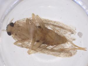  ( - CBG-B20100-D06)  @11 [ ] CreativeCommons - Attribution Share - Alike (2025) Centre for Biodiversity Genomics Centre for Biodiversity Genomics