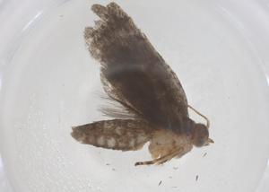  ( - CBG-B20101-B11)  @11 [ ] CreativeCommons - Attribution Share - Alike (2025) Centre for Biodiversity Genomics Centre for Biodiversity Genomics