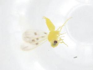  ( - CBG-B20101-H11)  @11 [ ] CreativeCommons - Attribution Share - Alike (2025) Centre for Biodiversity Genomics Centre for Biodiversity Genomics