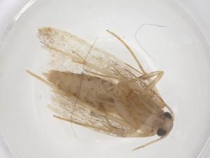  ( - CBG-B20107-A08)  @11 [ ] CreativeCommons - Attribution Share - Alike (2025) Centre for Biodiversity Genomics Centre for Biodiversity Genomics