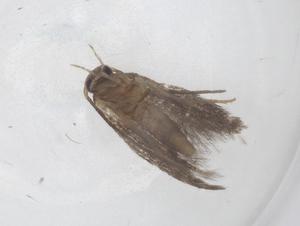  ( - CBG-B20897-A05)  @11 [ ] CreativeCommons - Attribution Share - Alike (2025) Centre for Biodiversity Genomics Centre for Biodiversity Genomics