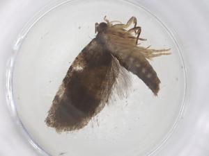  ( - CBG-B21896-A01)  @11 [ ] CreativeCommons - Attribution Share - Alike (2025) Centre for Biodiversity Genomics Centre for Biodiversity Genomics