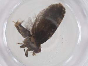  ( - CBG-B21896-B10)  @11 [ ] CreativeCommons - Attribution Share - Alike (2025) Centre for Biodiversity Genomics Centre for Biodiversity Genomics