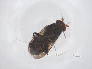  ( - CBG-B22268-D05)  @11 [ ] CreativeCommons - Attribution Share - Alike (2025) Centre for Biodiversity Genomics Centre for Biodiversity Genomics