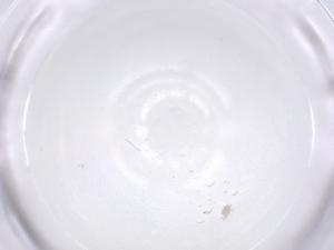  (Otopheidomenidae - CBG-B22316-D12)  @11 [ ] CreativeCommons - Attribution Share - Alike (2025) Centre for Biodiversity Genomics Centre for Biodiversity Genomics