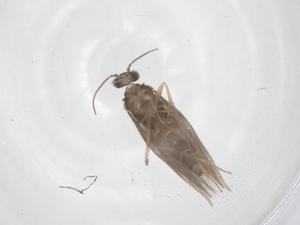  ( - CBG-B22330-A10)  @11 [ ] CreativeCommons - Attribution Share - Alike (2025) Centre for Biodiversity Genomics Centre for Biodiversity Genomics