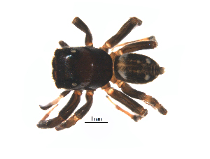  ( - UOS-SPK-00150)  @11 [ ] CreativeCommons - Attribution (2016) G. Blagoev Centre for Biodiversity Genomics