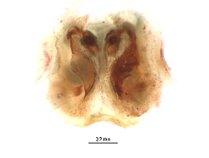  ( - UOS-AMSPK-00021)  @11 [ ] CreativeCommons - Attribution (2016) G. Blagoev Centre for Biodiversity Genomics