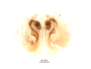  ( - UOS-AMSPK-00021)  @11 [ ] CreativeCommons - Attribution (2016) G. Blagoev Centre for Biodiversity Genomics