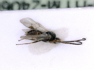  ( - BC-ZSM-HYM-24060-B08)  @11 [ ] by-nc-sa (2020) SNSB, Staatliche Naturwissenschaftliche Sammlungen Bayerns SNSB, Zoologische Staatssammlung Muenchen