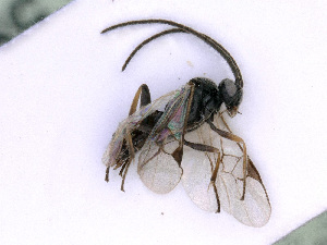  ( - BC-ZSM-HYM-24060-C05)  @12 [ ] CreativeCommons - Attribution Non-Commercial Share-Alike (2016) SNSB, Staatliche Naturwissenschaftliche Sammlungen Bayerns ZSM (SNSB, Zoologische Staatssammlung Muenchen)