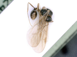  ( - BC-ZSM-HYM-24064-E09)  @11 [ ] by-nc-sa (2020) SNSB, Staatliche Naturwissenschaftliche Sammlungen Bayerns SNSB, Zoologische Staatssammlung Muenchen