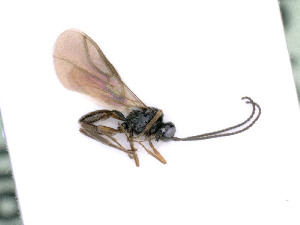  (Antrusa nr. flavicoxa 2 - BC-ZSM-HYM-24064-H04)  @11 [ ] by-nc-sa (2020) SNSB, Staatliche Naturwissenschaftliche Sammlungen Bayerns SNSB, Zoologische Staatssammlung Muenchen