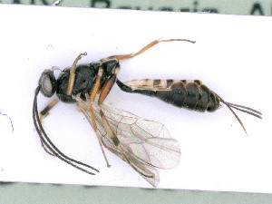 ( - BC-ZSM-HYM-24067-D05)  @11 [ ] by-nc-sa (2020) SNSB, Staatliche Naturwissenschaftliche Sammlungen Bayerns SNSB, Zoologische Staatssammlung Muenchen