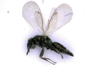  ( - BC-ZSM-HYM-24072-B05)  @13 [ ] CreativeCommons - Attribution Non-Commercial Share-Alike (2016) SNSB, Staatliche Naturwissenschaftliche Sammlungen Bayerns ZSM (SNSB, Zoologische Staatssammlung Muenchen)