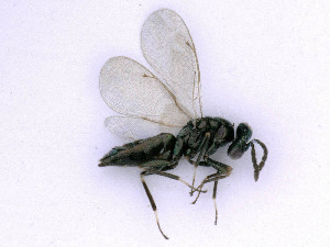  ( - BC-ZSM-HYM-24073-C07)  @13 [ ] by-nc-sa (2020) SNSB, Staatliche Naturwissenschaftliche Sammlungen Bayerns SNSB, Zoologische Staatssammlung Muenchen