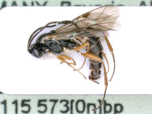  ( - BC-ZSM-HYM-24075-F09)  @11 [ ] by-nc-sa (2020) SNSB, Staatliche Naturwissenschaftliche Sammlungen Bayerns SNSB, Zoologische Staatssammlung Muenchen