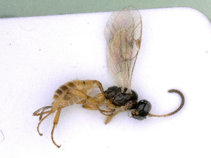  ( - BC-ZSM-HYM-24079-A09)  @13 [ ] CreativeCommons - Attribution Non-Commercial Share-Alike (2016) SNSB, Staatliche Naturwissenschaftliche Sammlungen Bayerns ZSM (SNSB, Zoologische Staatssammlung Muenchen)