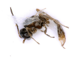  ( - BC-ZSM-HYM-24079-D11)  @12 [ ] CreativeCommons - Attribution Non-Commercial Share-Alike (2016) SNSB, Staatliche Naturwissenschaftliche Sammlungen Bayerns ZSM (SNSB, Zoologische Staatssammlung Muenchen)